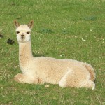 fawn cria