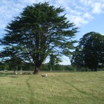 specimen cedar