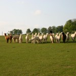 blenheim - chiltern weanlings