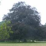 copper beech parkland