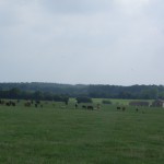 grazing animals