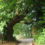 leaning oak