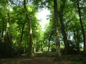 View through wooded area