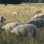 sheep henley park