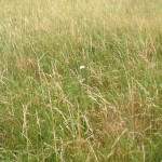 butterflies in the long grass