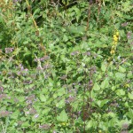 woodland flowers