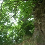 ancient tree trunk