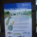 fish ladder board