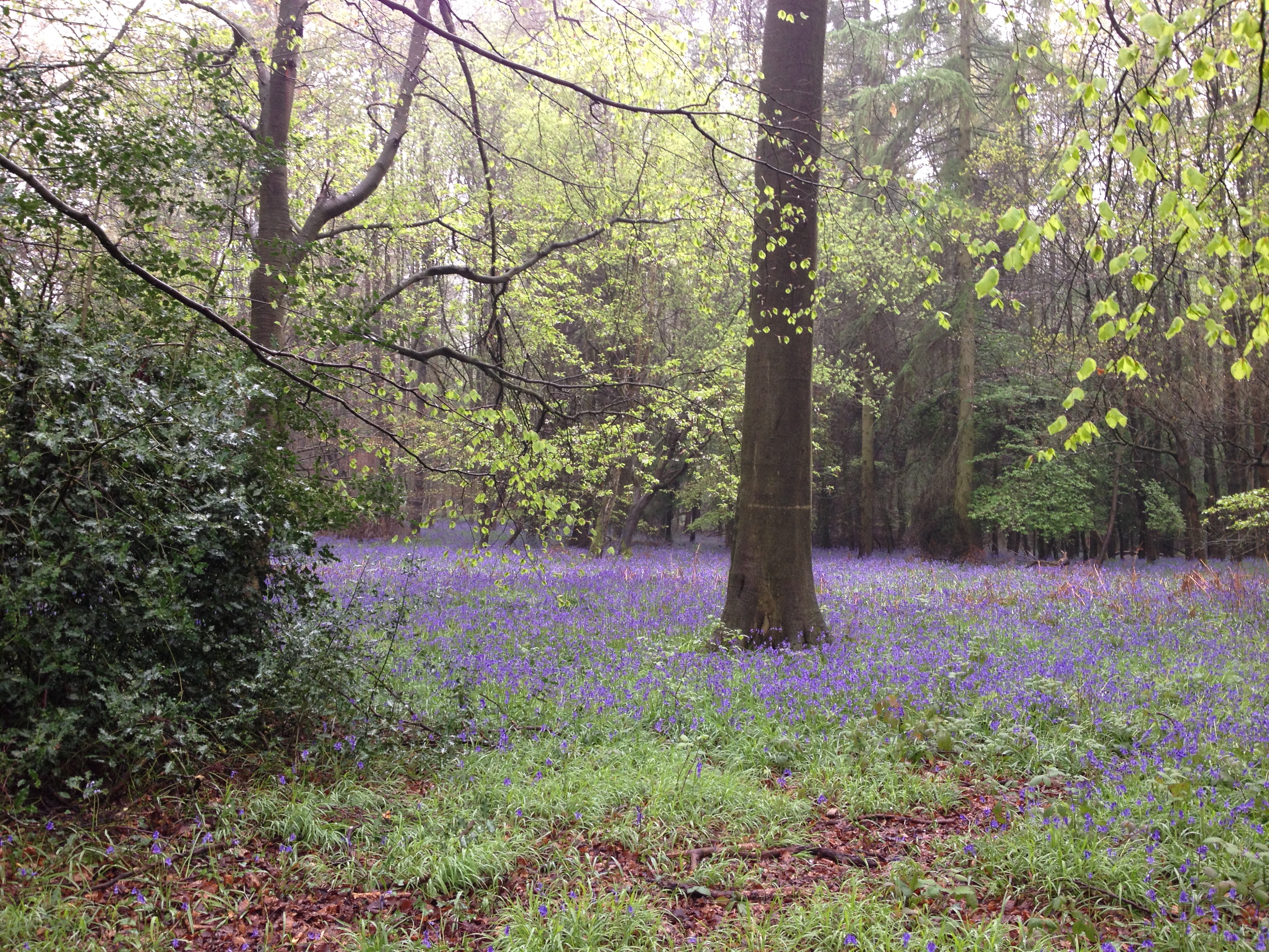 Bluebell woods