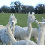 Alpacas