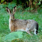 hare