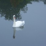 swan with tree.JPG