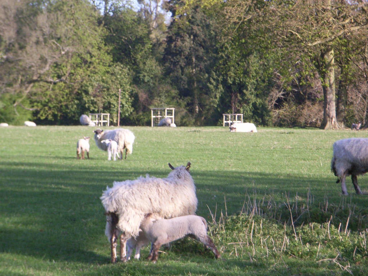 suckling lambs