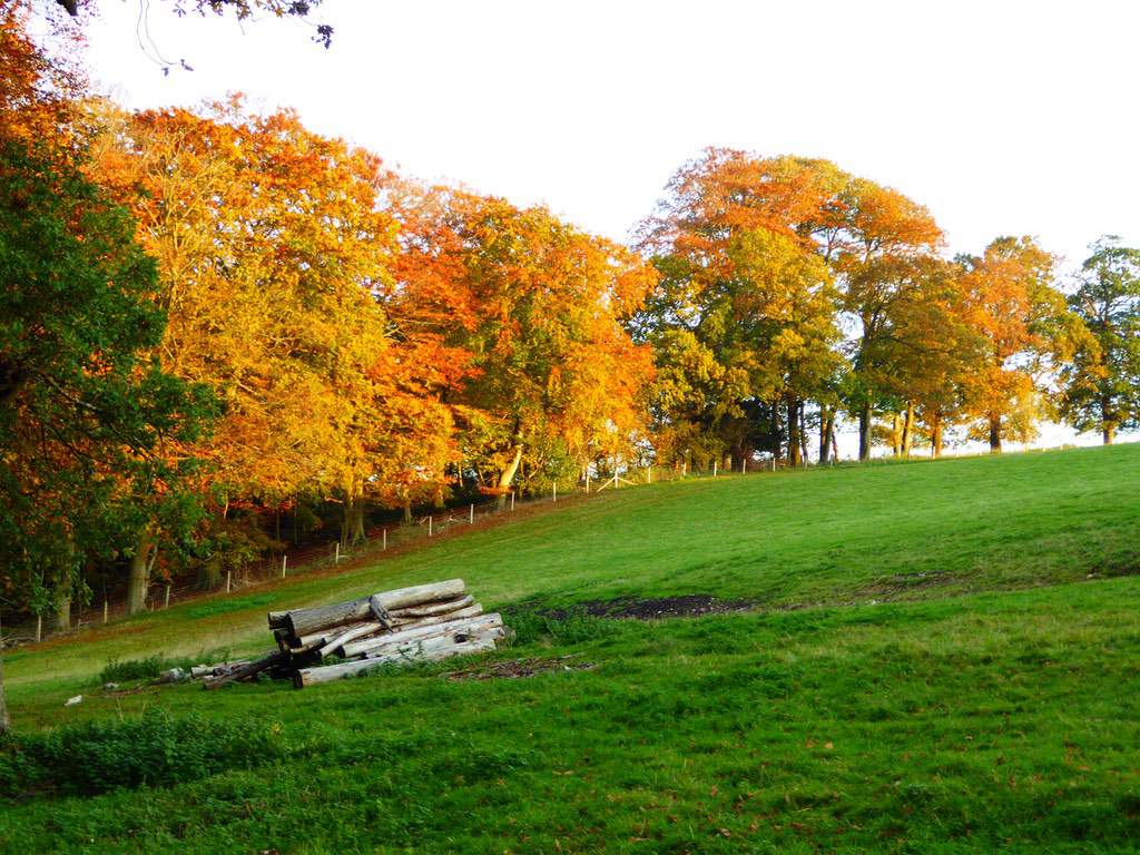 beech-trees-evening