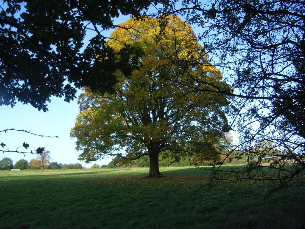 autumn-leaf-jpg